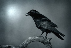 Black raven in moonlight perched on tree. Scary, creepy, gothic setting. Cloudy night. Halloween