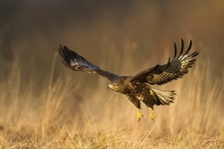 Birds of prey - flying Common Buzzard (Buteo buteo), autumn. Hunting time, searching something to eat.
