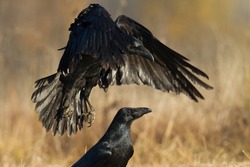 Bird - Black Raven (Corvus corax) in autumn time. Looking for something to eat.