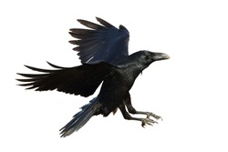Birds - Common Raven (Corvus corax) isolated on white background. Halloween