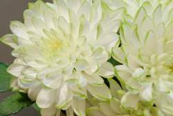 Mackro White chrysanthemum Flower Backdrop. Fine Art Floral Natural Textures. Portrait Photo Textures Digital Studio Background, Best for cute family photos, atmospheric newborn designs Overlays layer