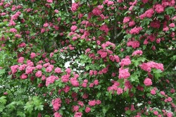 Tree, bushes of hawthorn Crataegus laevigata with small pink, red flowers. Plant for medicine, pharmacology, treatment of cardiovascular diseases.