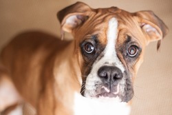A close-up of a flashy fawn Boxer puppy looking right at you.