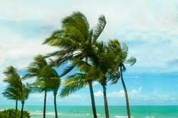Tropical Palm trees on the Miami beach near the ocean, windy weather, Florida, USA