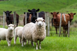 New Zealand live stock, sheep and cattle on a farm