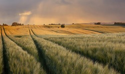Landscape of a large hay field, Jutland, Denmark.
