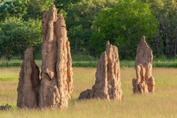 Termite Mounds in the Northern Territory of Australia.