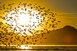 Western Sandpipers silhouetted by flying in front of the sun