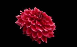 Close up Red Dahlia  on black background/selective focused some parts .