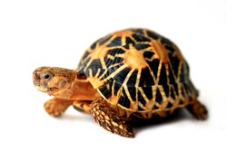 Indian star tortoise