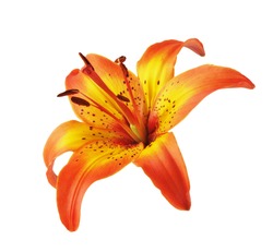 Yellow Orange Lily head isolated on white background