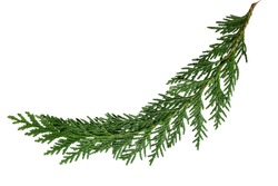 Evergreen cedar cypress pine leaf isolated on white