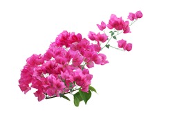 Blooming Pink Bougainvillea Flower branch isolated on white background
