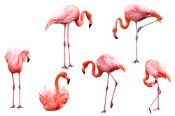 Set of red flamingo isolated on white background