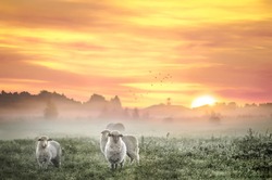 Sunrise with white sheep in a fogy field covering the meadow. Sheep looking at the camera. Golden sky