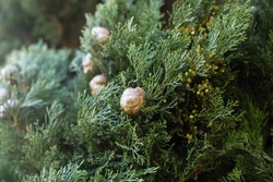 Italian Cypress (Cupressus sempervirens), texture closeup background.