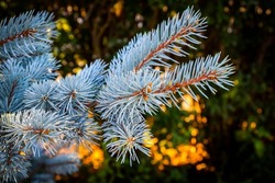 Branches of decorative blue spruce in the backyard.