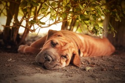 Out of the sun, a Shar pei tries to rest in the shade of a hedge. Retro style processing.