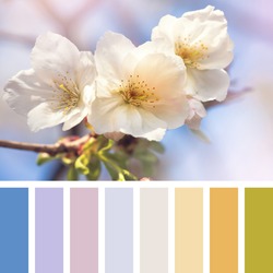 Cherry blossom in springtime. In a colour palette with complimentary colour swatches.