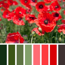 A background of red poppies in a summer meadow, in a colour palette with complimentary colour swatches.