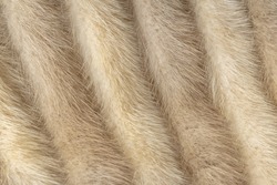 A background of vintage mink fur .Background texture in neutral tones suitable for Animal Cruelty or luxury goods projects.