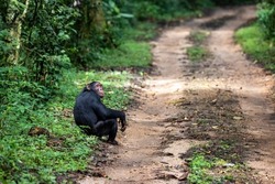 Adult chimpanzee, pan troglodytes, at the roadside of the rainforest of Kibale National Park, western Uganda. The park conservation programme means that some troupes are habituated for human contact.