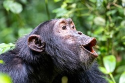 Howling chimpanzee, pan troglodytes, in the tropical rainforest of Kibale National Park, western Uganda. The park conservation programme means that some troupes are habituated for human contact.