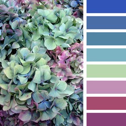 A background of hydrangea flowers, in a colour palette with complimentary colour swatches