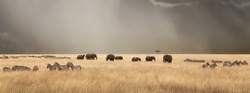 Stormy skies over the red oat grass of the Masai Mara. A panorama with herds of elephants and zebra during the annual Great Migration. 