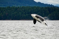 Killer Whale Breaching Near Canadian Coast