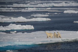 Family of polar bears on an iceberg, Greenland