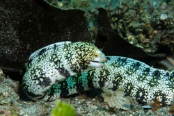 Snowflake moray eel (Echidna nebulosa)