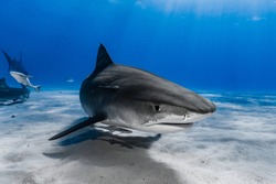 Tiger Shark (Galeocerdo cuvier) swimming over the reef