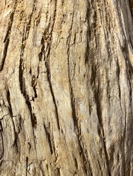 Fallen Tree Trunk Log Wood Close Up Macro Bark Lines Texture Dirt Nature Pattern Rough Dry River Tan Light Brown Background Wallpaper Roanoke River Clarksville Virginia