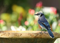 Beautiful blue jay bird getting ready to take a drink from a fountain.  The blue jay is native to North America and is one of the loudest and most colorful birds in back yards. 