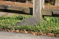 Large fire ant mount hiding under a fence post in Florida, USA. 