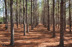 A grove of pine trees planted in a straight line so they grow straighter and taller as a result of direct competition for light. 