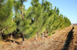 Young pine trees growing in a straight line along a main road in Georgia.