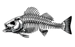Bass fish skeleton monochrome concept in vintage style isolated vector illustration