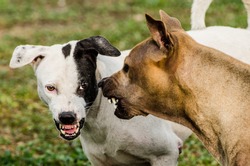 Thai dogs scare each other in an aggressive behavior 