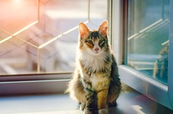 A beautiful domestic cat with a white breast sits on the window, backlight.