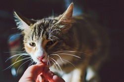 A domestic cat takes food from a person's hands.