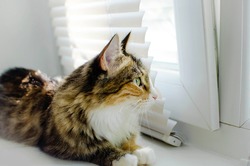 Closeup of one female cute cat lying down by windowsill sill indoors of house home room looking out through window.