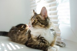 A beautiful cat lies on a window with blinds in the rays of sunlight.