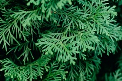 Closeup fresh green christmas leaves, branches of thuja trees on green background. Thuya twig occidentalis, evergreen coniferous tree. Chinese thuja. Conifer cedar thuja leaf green texture
