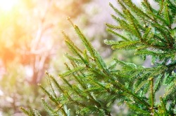 Soft focus and close up of the branches of a green spruce against the blurred background in the sunset light. Natural background and backdrop for design and decoration with copy space.