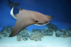cownose ray swimming in the water,  
fish underwater in the aquarium