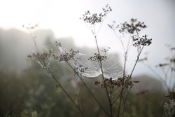 Autumn landscape. Morning, fog, cobwebs on the grass, raindrops on the cobwebs. In the background, in the fog, the outlines of houses.