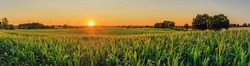 Panorama view of countryside landscape with maize field and transmission tower on the background. Corn field with sunset sun.