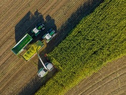 Aerial view of forage harvester on maize cutting for silage in field. Harvesting biomass crop. Tractor work on corn harvest season. Farm equipment and farming machine. 
